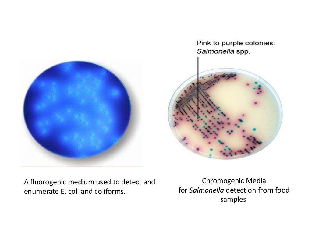 Microbiological examination of food