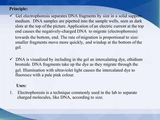 Principle:
 Gel electrophoresis separates DNA fragments by size in a solid support
medium. DNA samples are pipetted into the sample wells, seen as dark
slots at the top ofthe picture. Application of an electric current at the top
end causes the negatively-charged DNA to migrate (electrophoresis)
towards the bottom, end. The rate ofmigration is proportional to size:
smaller fragments move more quickly, and windup at the bottom of the
gel.
 DNA is visualized by including in the gel an intercalating dye, ethidium
bromide. DNA fragments take up the dye as they migrate through the
gel. Illumination with ultraviolet light causes the intercalated dye to
fluoresce with a pale pink colour.
Uses:
1. Electrophoresis is a technique commonly used in the lab to separate
charged molecules, like DNA, according to size.
 