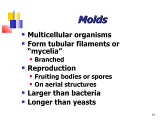 Molds Multicellular organisms Form tubular filaments or  “mycelia” Branched Reproduction Fruiting bodies or spores On aerial structures Larger than bacteria Longer than yeasts 