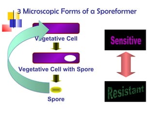 Vegetative Cell Vegetative Cell with Spore Spore 3 Microscopic Forms of a Sporeformer Sensitive Resistant 