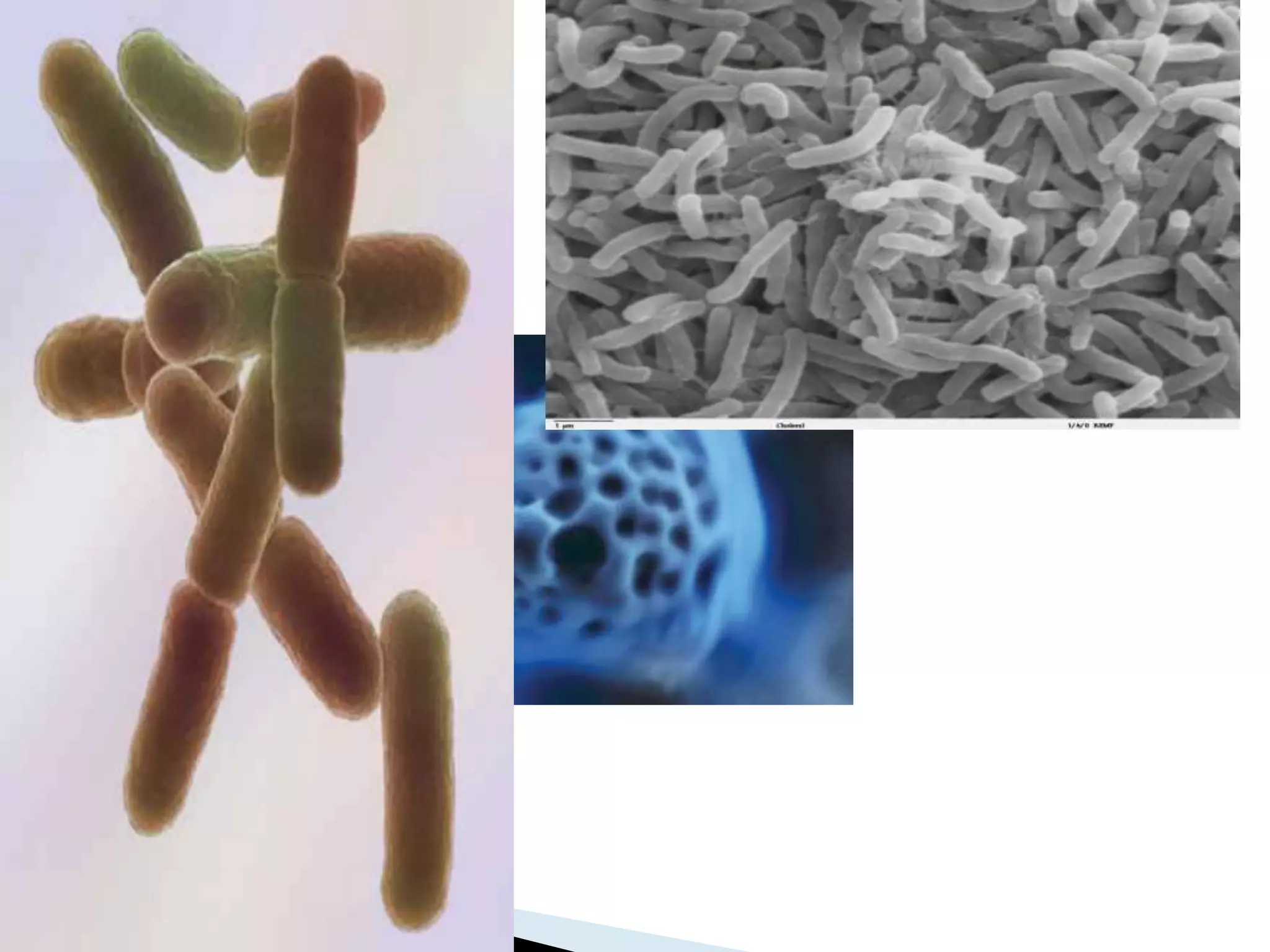 Microbiological tests of periodontal significance PPT