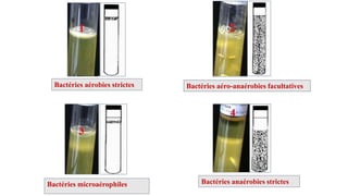 Bactéries aérobies strictes
Bactéries microaérophiles
Bactéries aéro-anaérobies facultatives
Bactéries anaérobies strictes
 