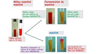 Piqûre centrale
avec le fil droit
Milieu mannitol
mobilité
Milieu jaune
pH est acide
MANNITOL +
Milieu rouge
pH est neutre ou
basique MANNITOL -
Bactéries uniquement au
niveau de la piqûre centrale
Elles sont IMMOBILES
Les bactéries ont
diffusé dans le milieu
Elles sont MOBILES
Fermentation du
mannitol
mobilité
 
