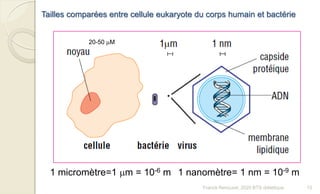 Tailles comparées entre cellule eukaryote du corps humain et bactérie
20-50 mM
1 micromètre=1 mm = 10-6 m 1 nanomètre= 1 nm = 10-9 m
10Franck Rencurel, 2020 BTS diététique
 
