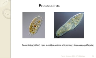 Protozoaires
Paramécies(ciliées) mais aussi les amibes (rhizopodes), les euglènes (flagelle)
15Franck Rencurel, 2020 BTS diététique
 