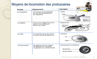 Moyens de locomotion des protozoaires
16Franck Rencurel, 2020 BTS diététique
 