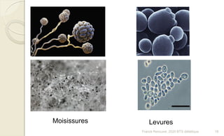 Moisissures Levures
18Franck Rencurel, 2020 BTS diététique
 