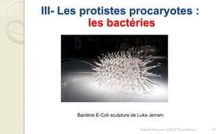 III- Les protistes procaryotes :
les bactéries
Bactérie E-Coli sculpture de Luke Jerram
19Franck Rencurel, 2020 BTS diététique
 