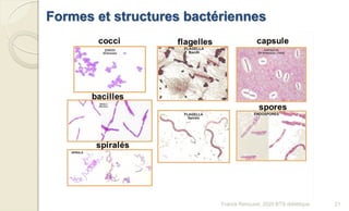 Formes et structures bactériennes
21Franck Rencurel, 2020 BTS diététique
 