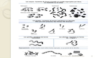 22Franck Rencurel, 2020 BTS diététique
 
