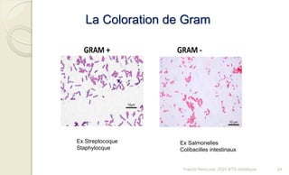 Ex Streptocoque
Staphylocque
Ex Salmonelles
Colibacilles intestinaux
La Coloration de Gram
24Franck Rencurel, 2020 BTS diététique
 