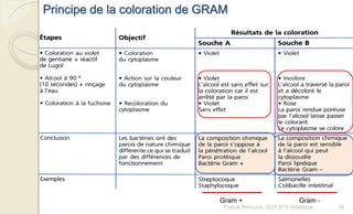 Principe de la coloration de GRAM
Gram + Gram -
26Franck Rencurel, 2020 BTS diététique
 