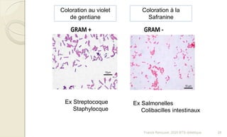 Ex Streptocoque
Staphylocque
Ex Salmonelles
Colibacilles intestinaux
Coloration au violet
de gentiane
Coloration à la
Safranine
28Franck Rencurel, 2020 BTS diététique
 