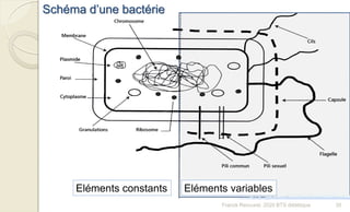 Schéma d’une bactérie
Eléments constants Eléments variables
30Franck Rencurel, 2020 BTS diététique
 