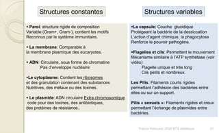 Structures constantes Structures variables
 Paroi: structure rigide de composition
Variable (Gram+, Gram-), contient les motifs
Reconnus par le système immunitaire.
 La membrane: Comparable à
la membrane plasmique des eucaryotes.
 ADN: Circulaire, sous forme de chromatine
Pas d’enveloppe nucléaire
Le cytoplasme: Contient les ribosomes
et des granulation contenant des substances
Nutritives, des métaux ou des toxines.
 Le plasmide: ADN circulaire Extra chromosomique
code pour des toxines, des antibiotiques,
des protéines de résistance..
La capsule: Couche glucidique
Protégeant la bactérie de la dessiccation
L’action d’agent chimique, la phagocytose
Renforce le pouvoir pathogène.
Flagelles et cils: Permettent le mouvement
Mécanisme similaire à l’ATP synthétase (voir
vidéo)
Flagelle unique et très long
Cils petits et nombreux.
Les Pilis: Filaments courts rigides
permettant l’adhésion des bactéries entre
elles ou sur un support.
Pilis « sexuels »: Filaments rigides et creux
permettant l’échange de plasmides entre
bactéries.
31Franck Rencurel, 2020 BTS diététique
 