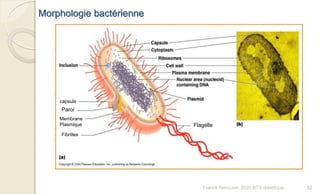 Morphologie bactérienne
Paroi
Membrane
Plasmique
Fibrilles
capsule
Flagelle
32Franck Rencurel, 2020 BTS diététique
 