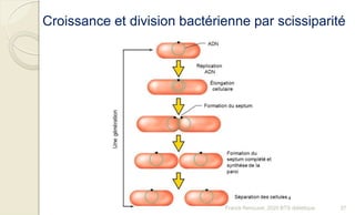 Croissance et division bactérienne par scissiparité
37Franck Rencurel, 2020 BTS diététique
 