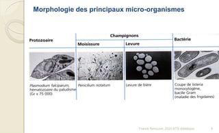 Morphologie des principaux micro-organismes
4Franck Rencurel, 2020 BTS diététique
 