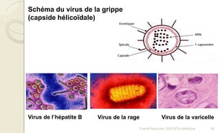 Schéma du virus de la grippe
(capside hélicoïdale)
Virus de l’hépatite B Virus de la rage Virus de la varicelle
62Franck Rencurel, 2020 BTS diététique
 