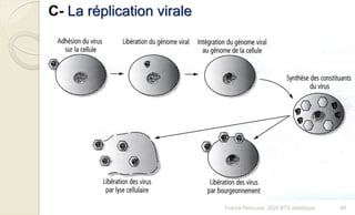 C- La réplication virale
66Franck Rencurel, 2020 BTS diététique
 