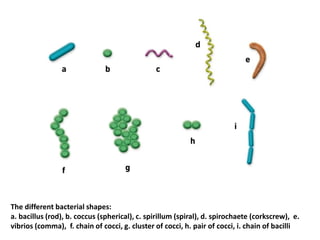 MICROBIOLOGIE ENDODONTIQUE english and frensh 25 nov 2020.pdf