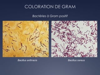 COLORATION DE GRAM
Bactéries à Gram positif
Bacillus anthracis Bacillus cereus
 