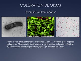 COLORATION DE GRAM
Bactéries à Gram négatif
Profil d’une Pseudomonade: Bâtonnet Gram -, mobiles par flagelles
polaires. A) Microscopie électronique à transmission, coloration négative.
B) Microscopie électronique à balayage. C) Coloration de Gram.
 