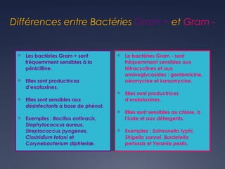 Différences entre Bactéries Gram + et Gram -
Ü Les bactéries Gram + sont
fréquemment sensibles à la
pénicilline.
Ü Elles sont productrices
d’exotoxines.
Ü Elles sont sensibles aux
désinfectants à base de phénol.
Ü Exemples : Bacillus anthracis,
Staphylococcus aureus,
Streptococcus pyogenes,
Clostridium tetani et
Corynebacterium diphteriæ.
Ü Le bactéries Gram - sont
fréquemment sensibles aux
tétracyclines et aux
aminoglycosides : gentamicine,
néomycine et kanamycine.
Ü Elles sont productrices
d’endotoxines.
Ü Elles sont sensibles au chlore, à
l’iode et aux détergents.
Ü Exemples : Salmonella typhi,
Shigella sonnei, Bordetella
pertussis et Yersinia pestis.
 