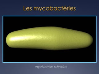 Les mycobactéries
Mycobacterium tuberculosis
 