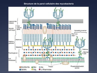 Structure de la paroi cellulaire des mycobacteria
 