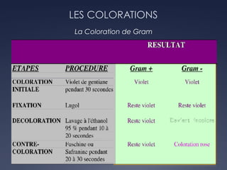 LES COLORATIONS
La Coloration de Gram
 