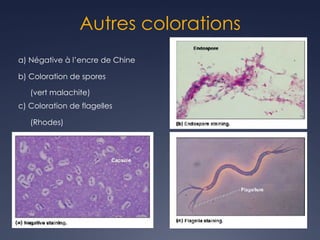 Autres colorations
a) Négative à l’encre de Chine
b) Coloration de spores
(vert malachite)
c) Coloration de flagelles
(Rhodes)
 