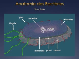 Anatomie des Bactéries
Structure
 