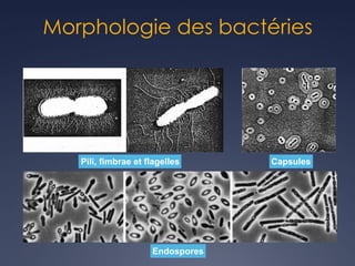 Morphologie des bactéries
Pili, fimbrae et flagelles Capsules
Endospores
 