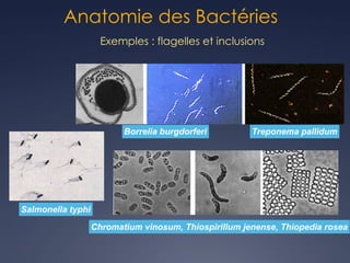 Anatomie des Bactéries
Exemples : flagelles et inclusions
Treponema pallidum
Borrelia burgdorferi
Chromatium vinosum, Thiospirillum jenense, Thiopedia rosea
Salmonella typhi
 
