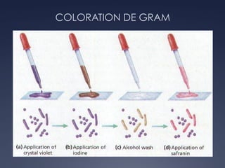 COLORATION DE GRAM
Ü *
 