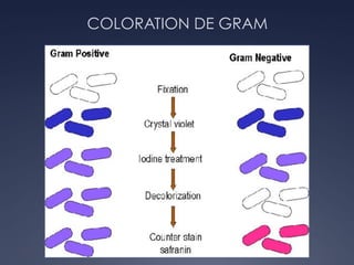 COLORATION DE GRAM
 