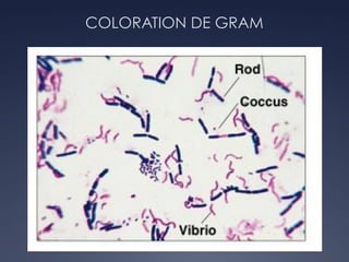 COLORATION DE GRAM
Ü *
 