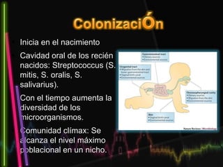 • Inicia en el nacimiento
• Cavidad oral de los recién
nacidos: Streptococcus (S.
mitis, S. oralis, S.
salivarius).
• Con el tiempo aumenta la
diversidad de los
microorganismos.
• Comunidad clímax: Se
alcanza el nivel máximo
poblacional en un nicho.
 