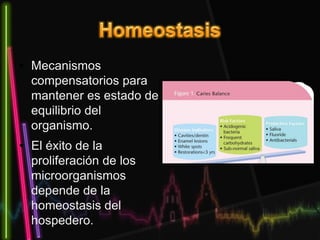 • Mecanismos
compensatorios para
mantener es estado de
equilibrio del
organismo.
• El éxito de la
proliferación de los
microorganismos
depende de la
homeostasis del
hospedero.
 