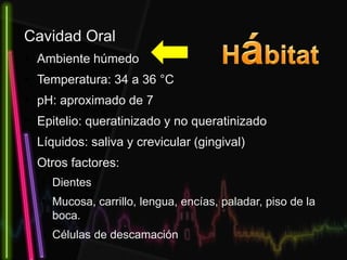Cavidad Oral
• Ambiente húmedo
• Temperatura: 34 a 36 °C
• pH: aproximado de 7
• Epitelio: queratinizado y no queratinizado
• Líquidos: saliva y crevicular (gingival)
• Otros factores:
• Dientes
• Mucosa, carrillo, lengua, encías, paladar, piso de la
boca.
• Células de descamación
 