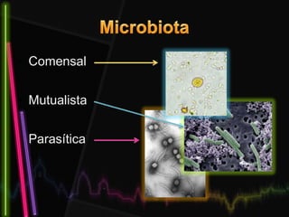 • Comensal
• Mutualista
• Parasítica
 