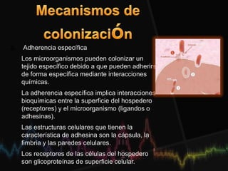 2. Adherencia específica
Los microorganismos pueden colonizar un
tejido específico debido a que pueden adherirse
de forma específica mediante interacciones
químicas.
La adherencia específica implica interacciones
bioquímicas entre la superficie del hospedero
(receptores) y el microorganismo (ligandos o
adhesinas).
Las estructuras celulares que tienen la
característica de adhesina son la cápsula, la
fimbria y las paredes celulares.
Los receptores de las células del hospedero
son glicoproteínas de superficie celular.
 