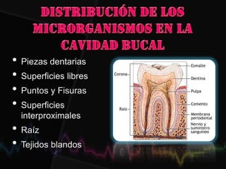 • Piezas dentarias
• Superficies libres
• Puntos y Fisuras
• Superficies
interproximales
• Raíz
• Tejidos blandos
 