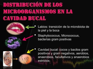 • Labios: transición de la microbiota de
la piel y la boca
• Staphylococcus, Micrococcus,
bacterias gram positivas
• Cavidad bucal: cocos y bacilos gram
positivos y gram negativos, aerobios,
anaerobios, facultativos y anaerobios
estrictos
 
