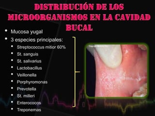• Mucosa yugal
• 3 especies principales:
• Streptococcus mitior 60%
• St. sanguis
• St. salivarius
• Lactobacillus
• Veillonella
• Porphyromonas
• Prevotella
• St. milleri
• Enterococos
• Treponemas
 