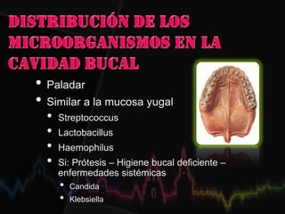 • Paladar
• Similar a la mucosa yugal
• Streptococcus
• Lactobacillus
• Haemophilus
• Si: Prótesis – Higiene bucal deficiente –
enfermedades sistémicas
• Candida
• Klebsiella
 