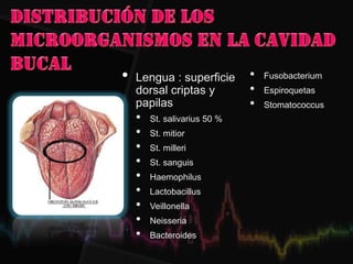 • Lengua : superficie
dorsal criptas y
papilas
• St. salivarius 50 %
• St. mitior
• St. milleri
• St. sanguis
• Haemophilus
• Lactobacillus
• Veillonella
• Neisseria
• Bacteroides
• Fusobacterium
• Espiroquetas
• Stomatococcus
 