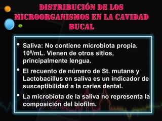 • Saliva: No contiene microbiota propia.
108/mL. Vienen de otros sitios,
principalmente lengua.
• El recuento de número de St. mutans y
Lactobacillus en saliva es un indicador de
susceptibilidad a la caries dental.
• La microbiota de la saliva no representa la
composición del biofilm.
 