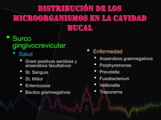 • Surco
gingivocrevicular
• Salud
• Gram positivos aerobios y
anaerobios facultativos
• St. Sanguis
• St. Mitior
• Enterococos
• Bacilos gramnegativos
• Enfermedad
• Anaerobios gramnegativos
• Porphyromonas
• Prevotella
• Fusobacterium
• Veillonella
• Treponema
 